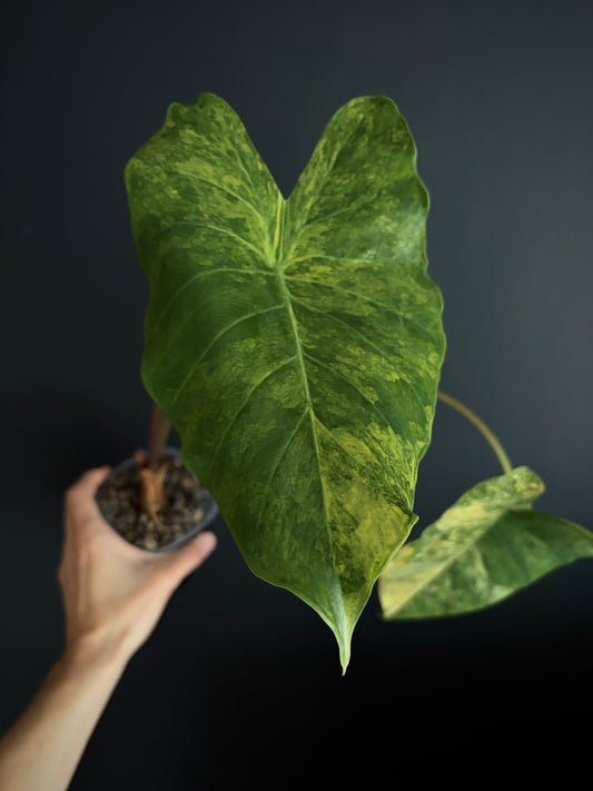 Alocasia Calidora aurea X Infernalis variegated hybrid (Mature) | 9 cm pot