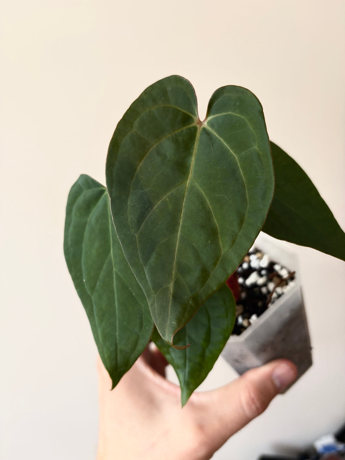 Anthurium King of Spades (KOS/HU) X RVDP | 7 cm pot