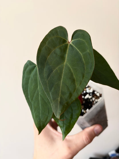 Anthurium King of Spades (KOS/HU) X RVDP | 7 cm pot