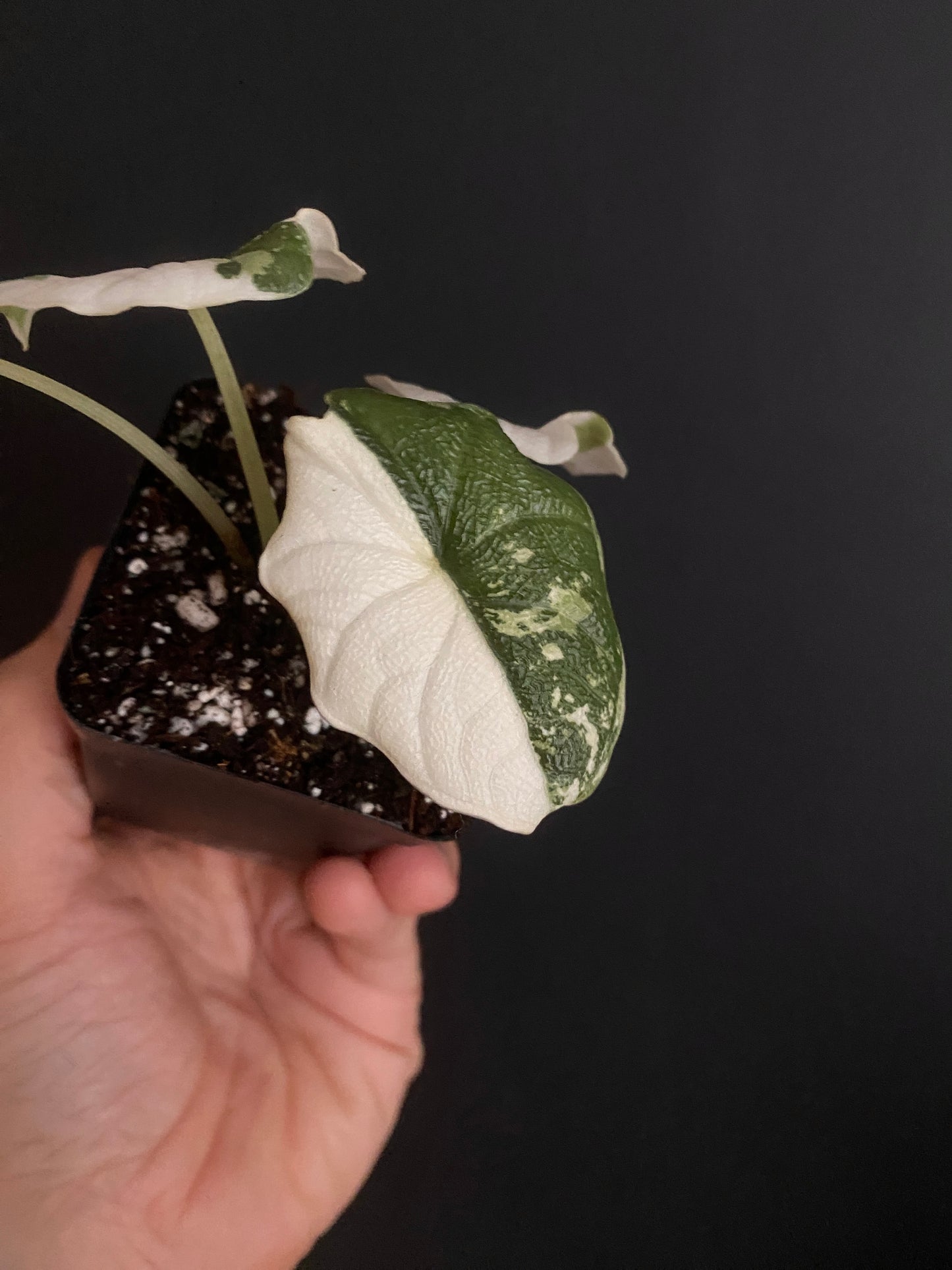 Alocasia Melo Albo variegata | 6 cm pot