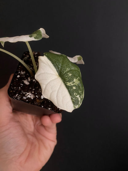 Alocasia Melo Albo variegata | 6 cm pot