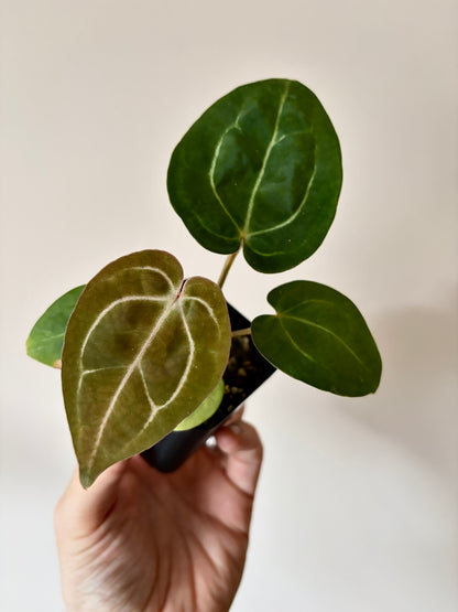 Anthurium Carlablackiae × AOS X Purple Amethyst | 6 cm pot