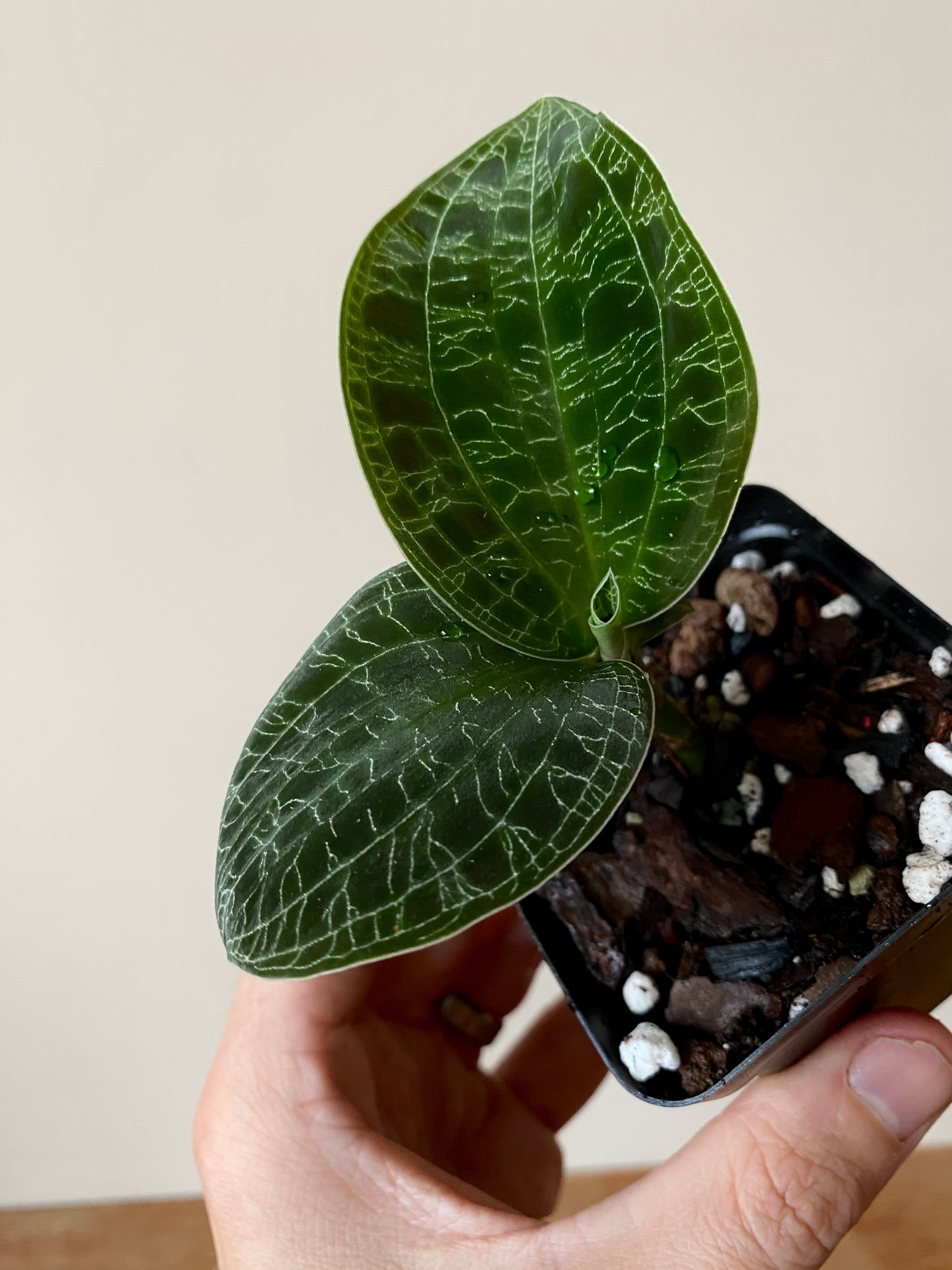 Macodes Petola [dark/wild form] - Jewel Orchid | 7 cm pot
