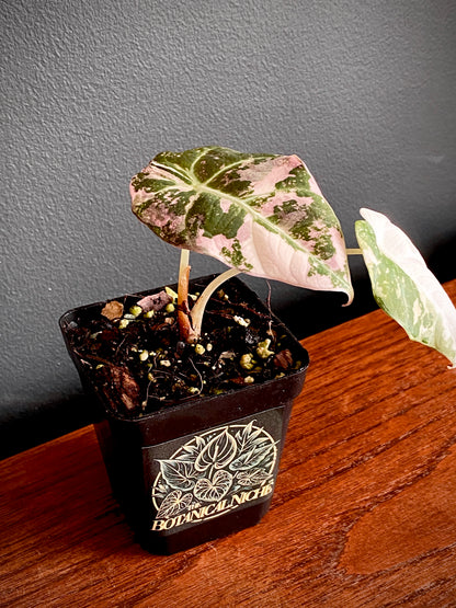 Alocasia Black Velvet Pink variegata | 7 cm pot (A)