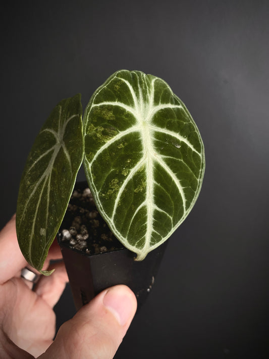 Alocasia Ninja aurea splash | 5 cm pot