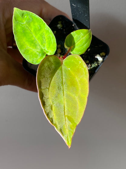 Anthurium Indo Black Widow X (Carlablackiae x Papillaminum) | 7 cm pot