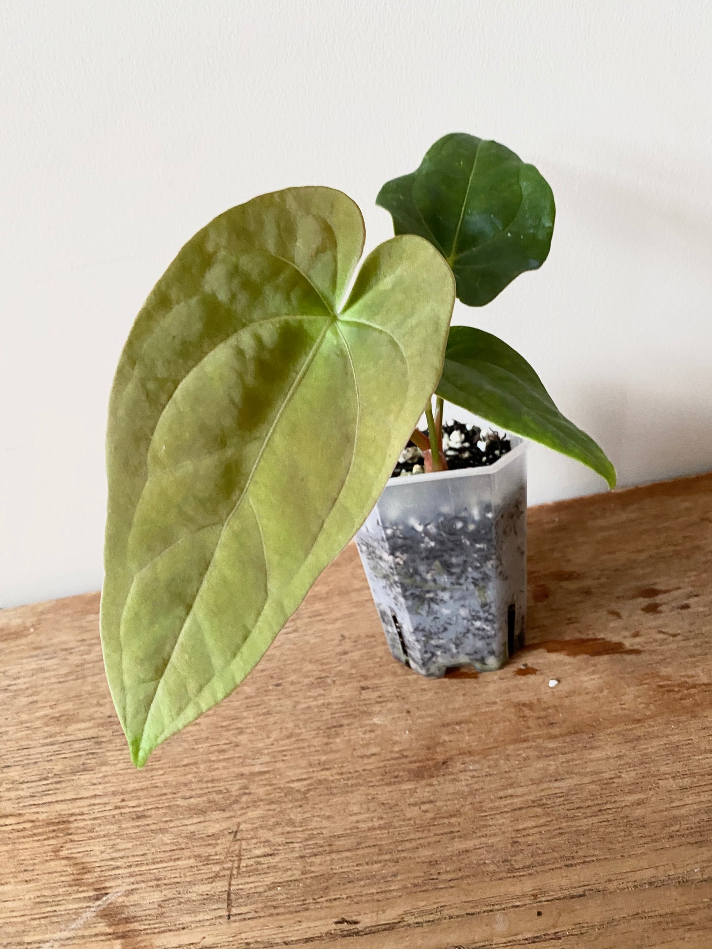 Anthurium (FTG x Fort Sherman) X (NoID Code Red x Papillilaminum A+) | 7 cm pot