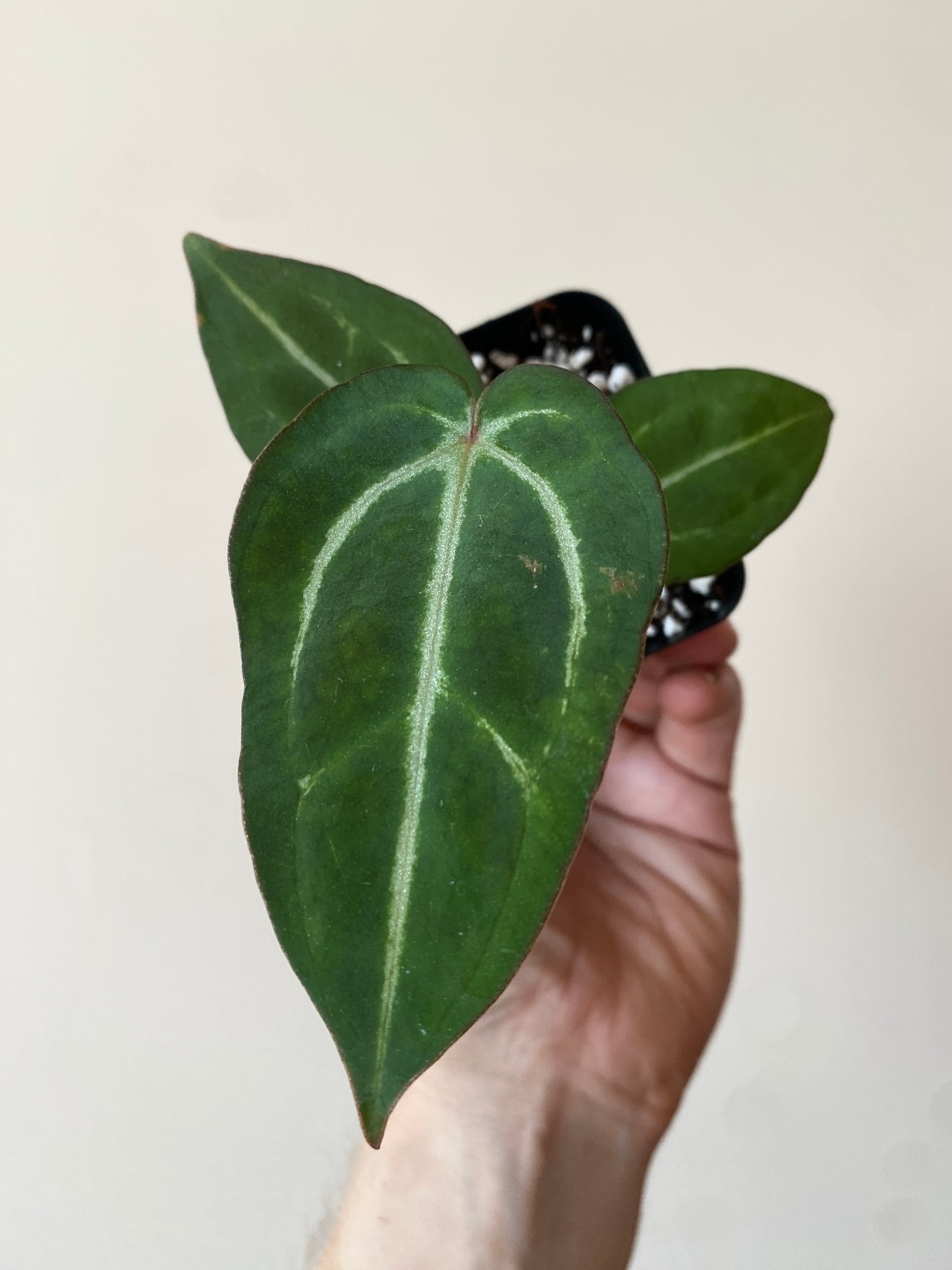 Anthurium Carlablackiae AU2 X Michelle x Zara | 7 cm pot