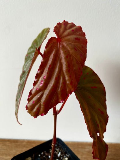 Begonia Negrosensis X Nothobaramensis | 6 cm pot [B]
