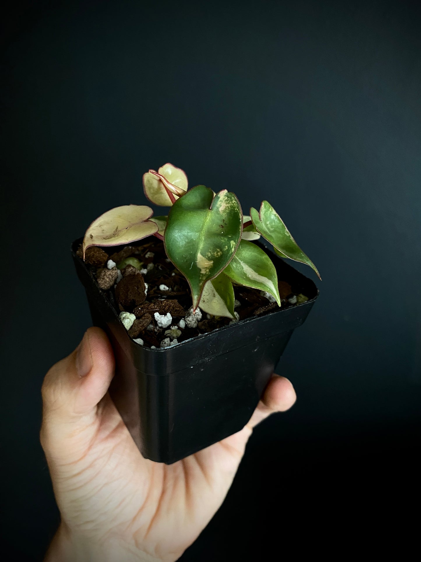 Philodendron Billietiae variegated | 7 cm pot