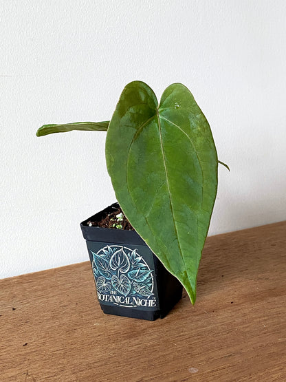 Anthurium (FTG x Fort Sherman) X (NoID Code Red x Papillaminum A+) | 6 cm pot