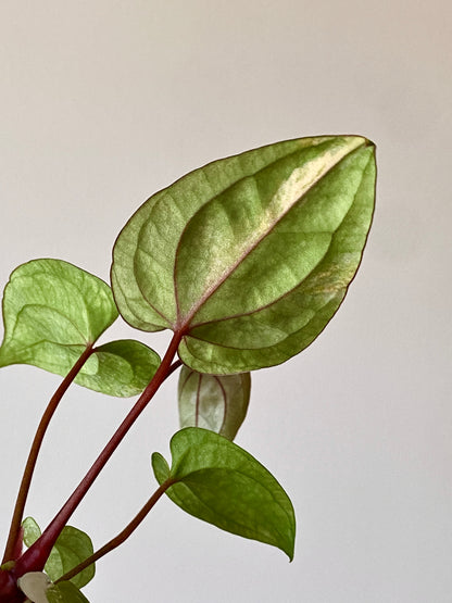 Anthurium Papillilaminum var X Guna Yala (S1) | 7 cm pot