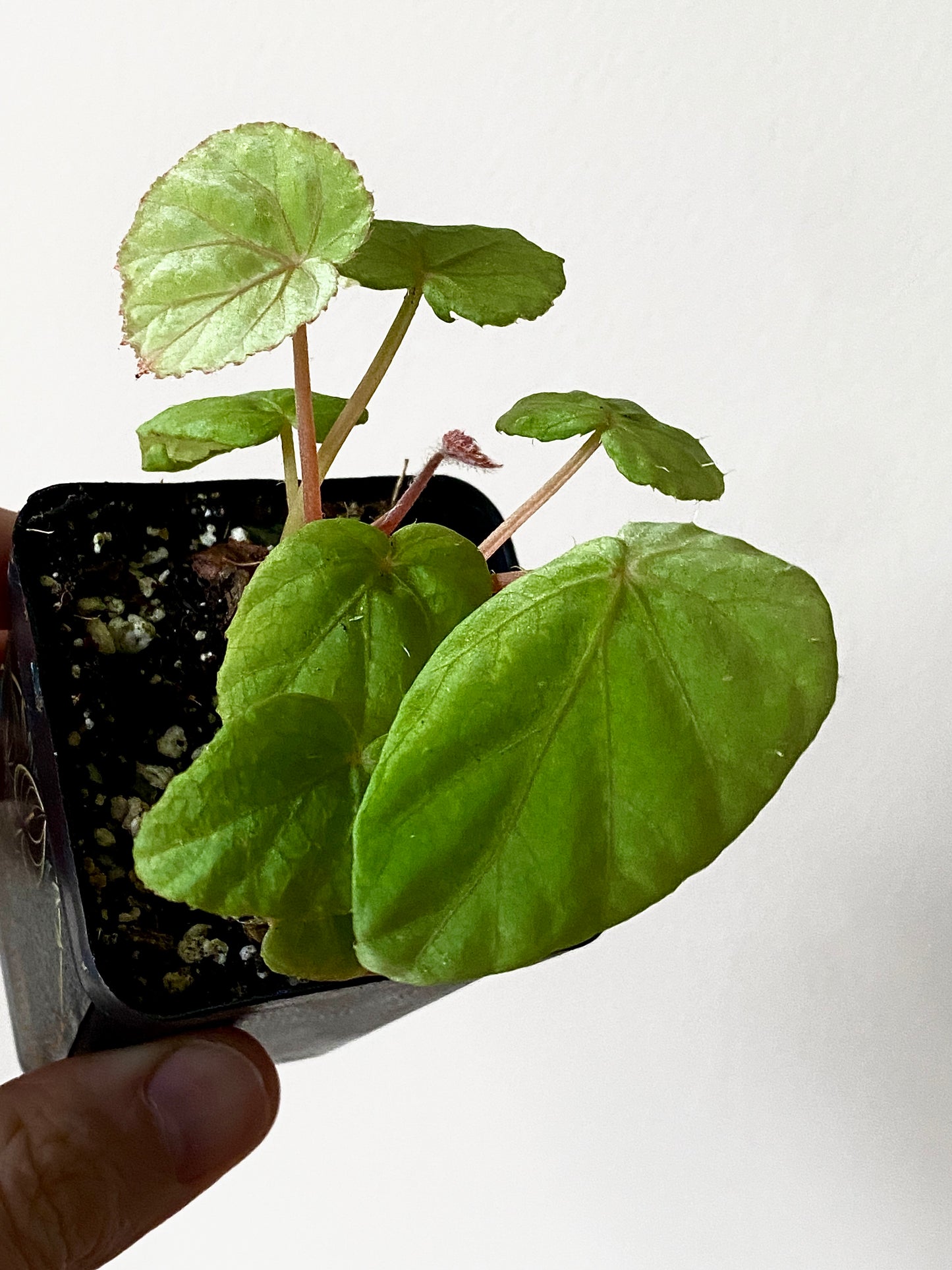 Begonia Pavonina | 6 cm pot [B]