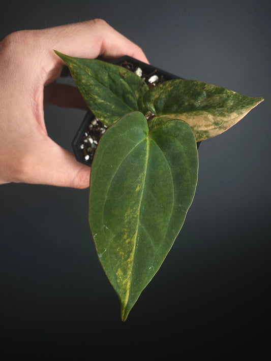 Anthurium Papillilaminum var X (Darkest Panama x X-one) | 7 cm pot [B]