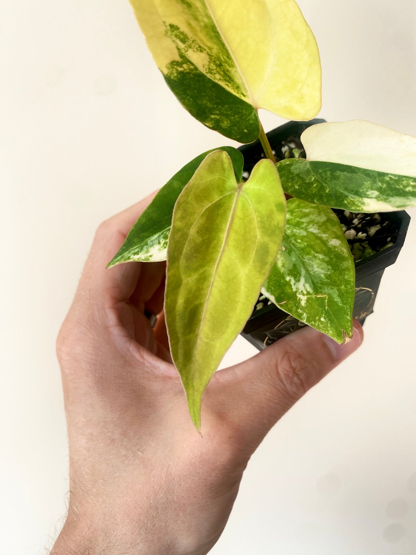 Anthurium Papillilaminum var X RVDP | 7 cm pot