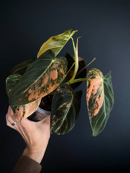 Philodendron Melanochrysum Orange variegata | 12 cm pot [A]