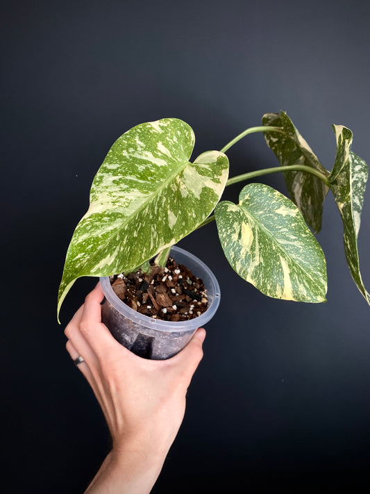 Monstera Deliciosa Crème Brûlée | 12 cm pot