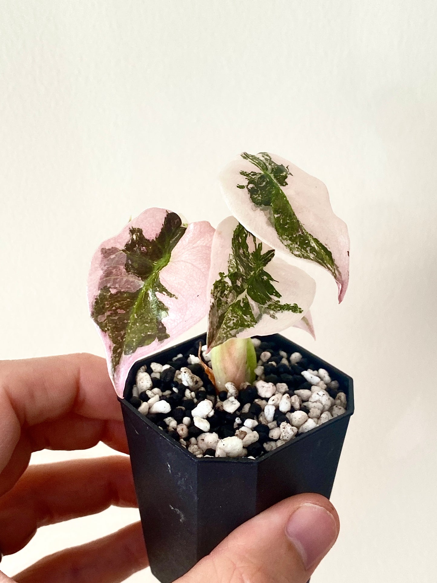 Alocasia Cuprea pink variegated | 5 cm pot