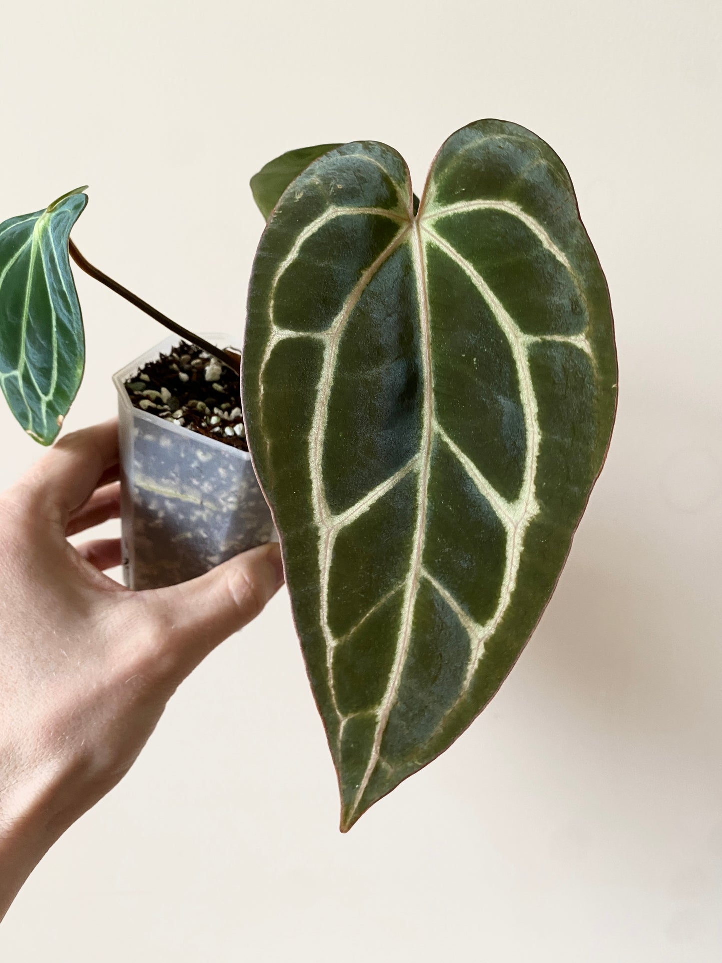 Anthurium Carlablackiae RA5xRA10 S1 | 7 cm pot