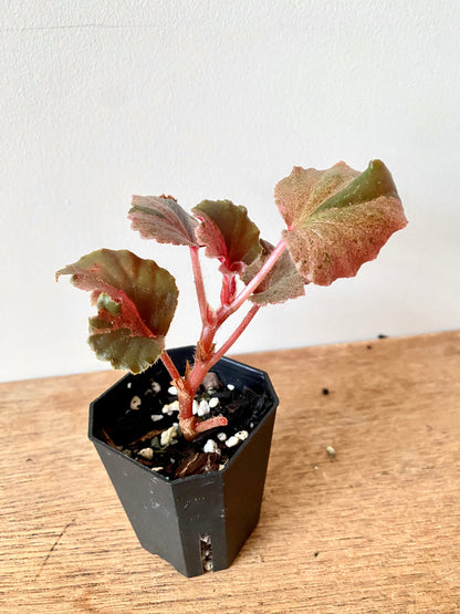 Begonia Cucullata Pink variegated | 5 cm pot [B]