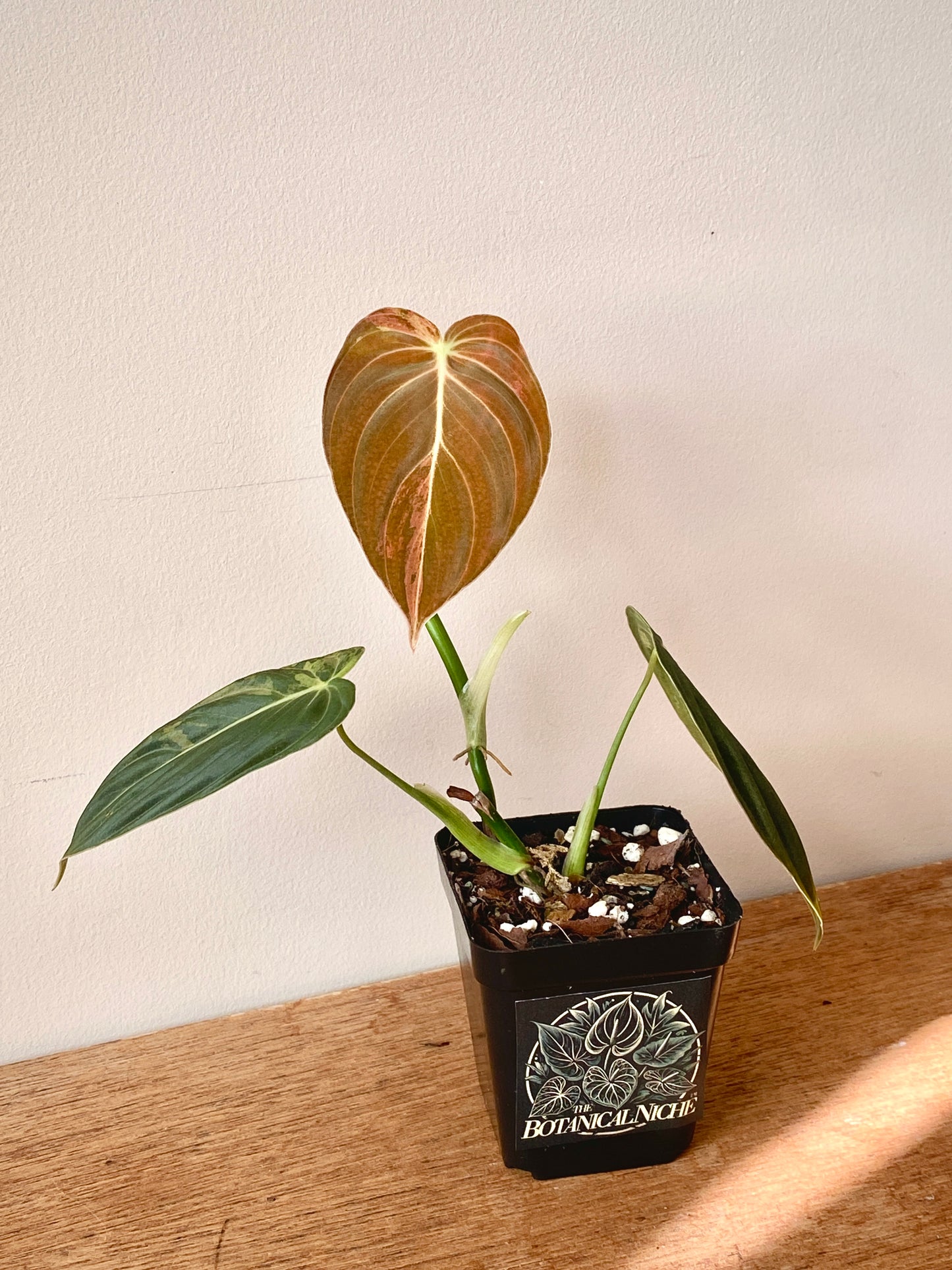 Philodendron Melanochrysum variegata | 7 cm pot (D)