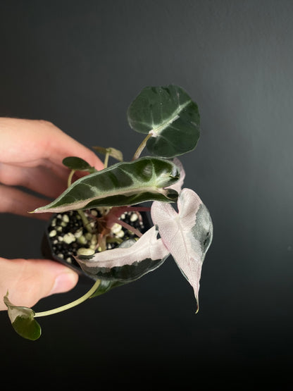 Alocasia Bambino Lava variegated | 5 cm pot