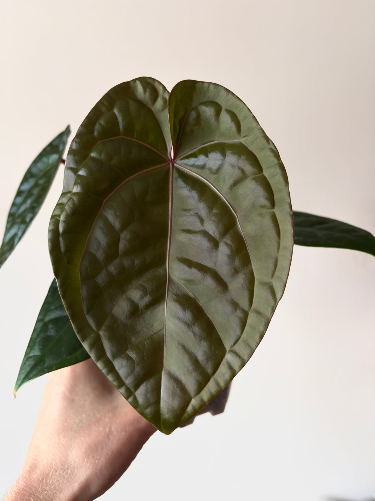 Anthurium DB Red Crystallinum X Luxurians | 9 cm pot