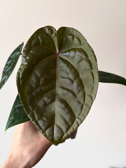 Anthurium DB Red Crystallinum X Luxurians | 9 cm pot