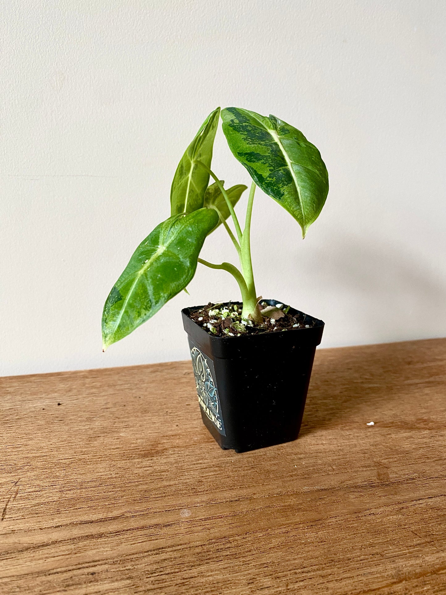 Alocasia Frydek Green-on-Green variegated | 7 cm pot