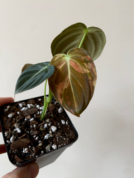 Philodendron Melanochrysum variegata | 7 cm pot