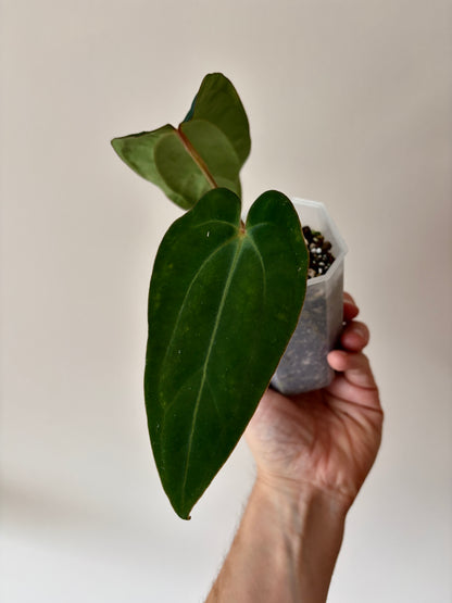 Anthurium (DressCarla x BVEP) X (Carlablackiae x Papillilaminum) | 7 cm pot [B]