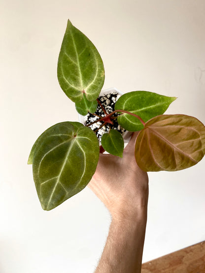 Anthurium Papillilaminum var A88 X AOS SKG (mint variegated) | 7 cm pot