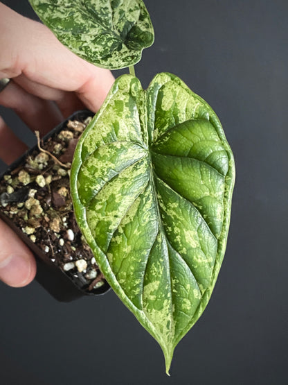 Alocasia Dragonscale Mint variegata | 6 cm pot [B]