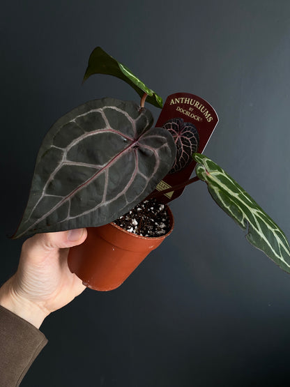Anthurium DocBlock Michelle | 9 cm pot [C]