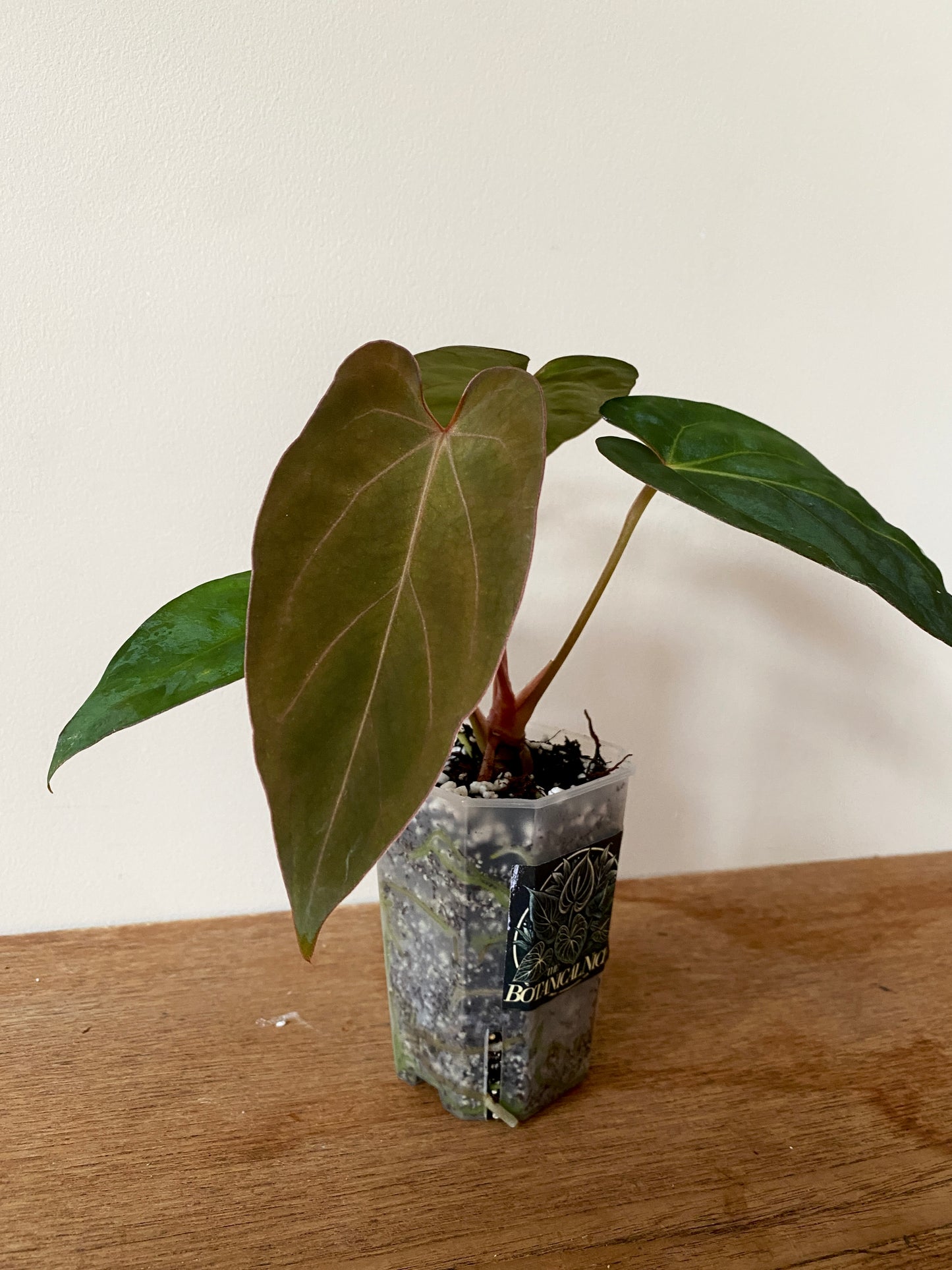 Anthurium (DoraBVEP x RLFS) X BVEP (Round x RA1) | 7 cm pot