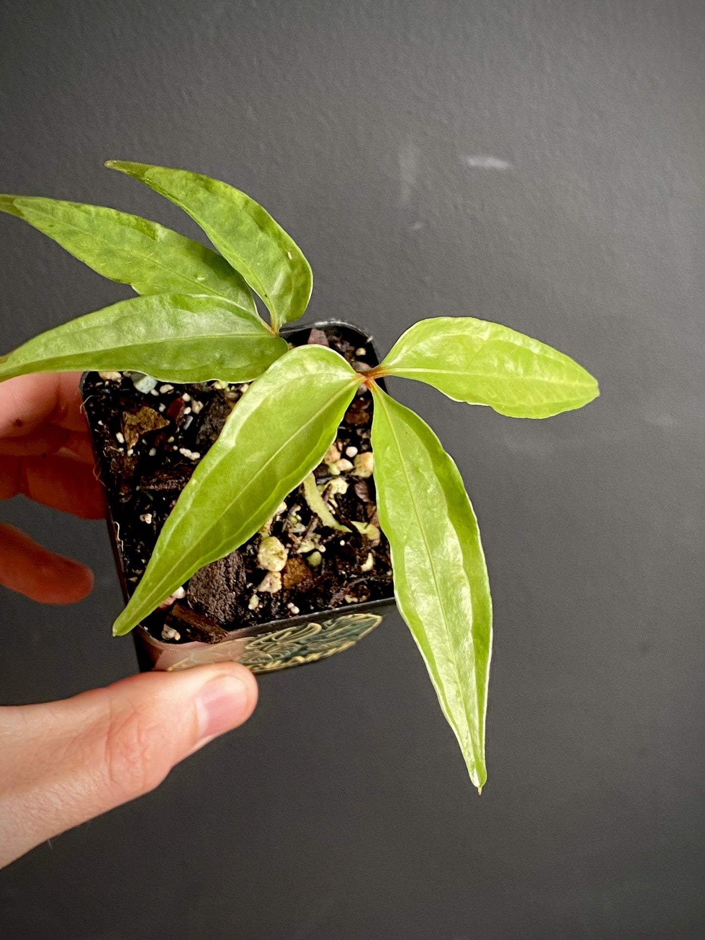Anthurium Polyschistum | 6 cm pot
