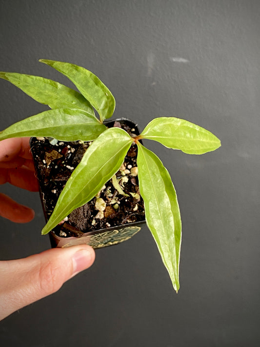 Anthurium Polyschistum | 6 cm pot