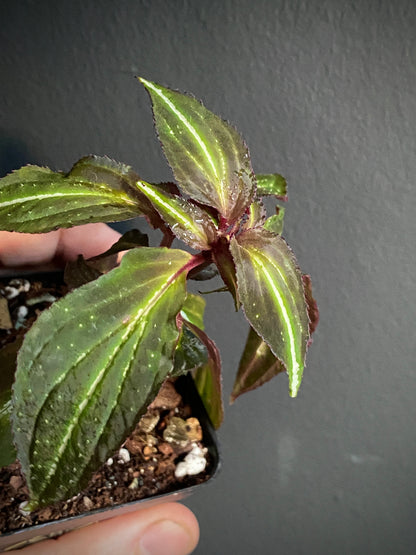 Sonerila sp. Borneoensis  | 6 cm pot [B]