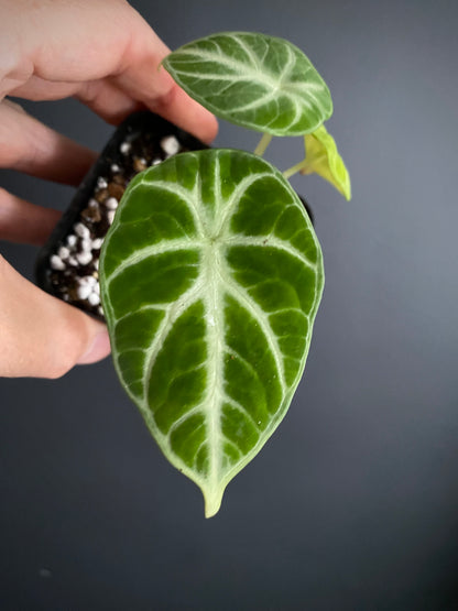 Alocasia Ninja | 7 cm pot