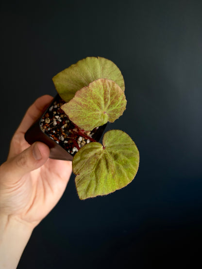 Begonia Ozotothrix | 6 cm pot
