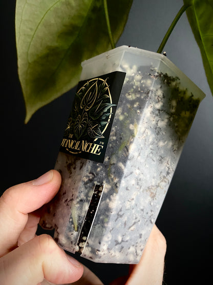 Anthurium Papillaminum X Forgetii dark form | 7 cm pot