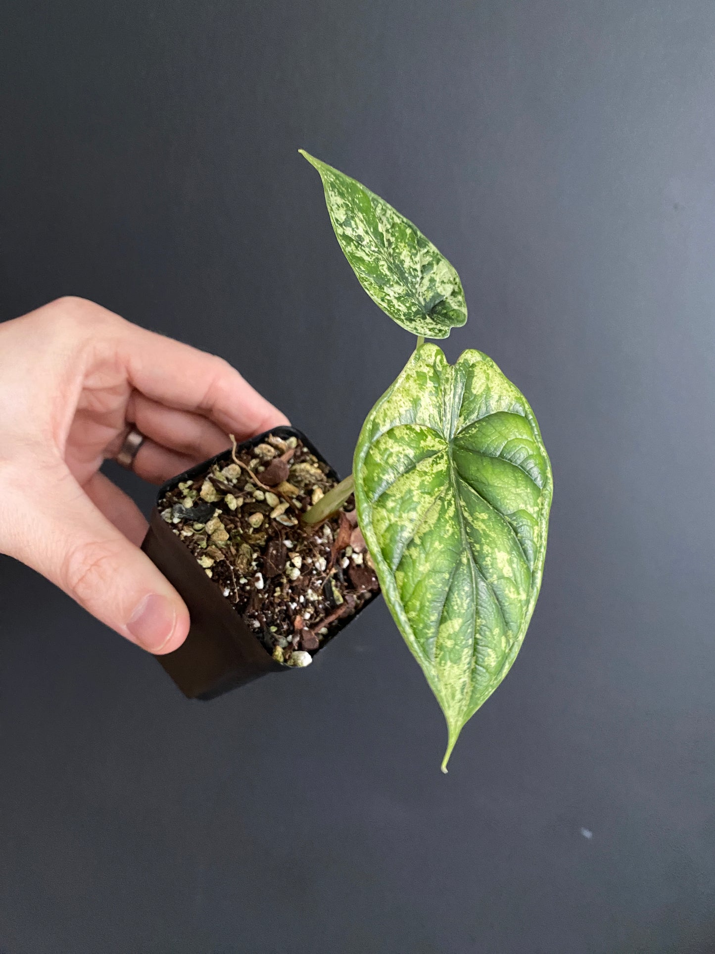Alocasia Dragonscale Mint variegata | 6 cm pot [B]