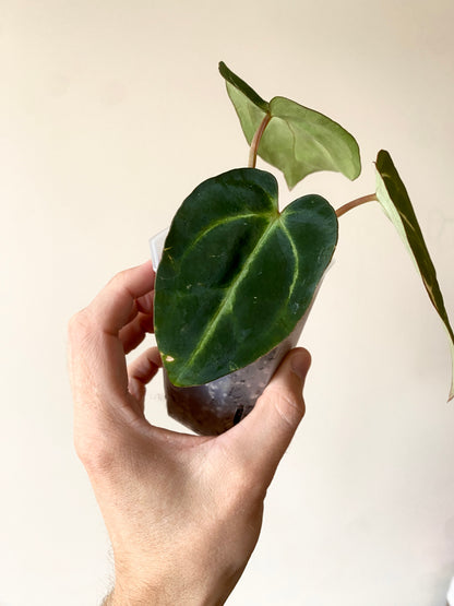 Anthurium Carlablackiae | 7 cm pot