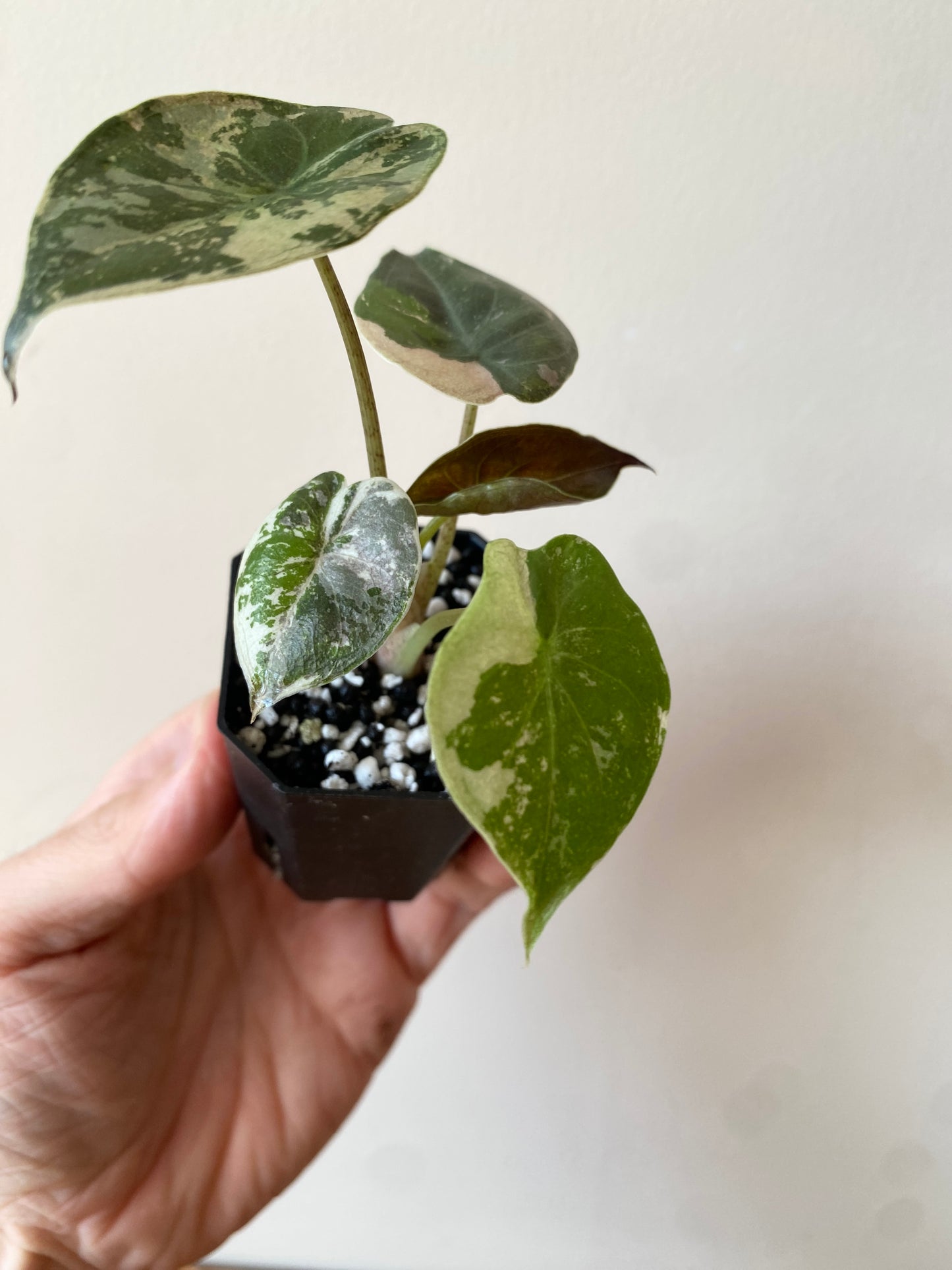 Alocasia Wentii albo/pink variegated | 5 cm pot [A]