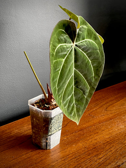 Anthurium Magnificum X Forgetii | 7 cm pot