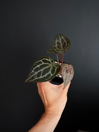 Anthurium DB Michelle | 7 cm pot