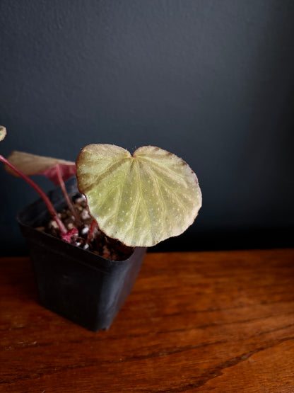 Begonia Ozotothrix | 6 cm pot [B]