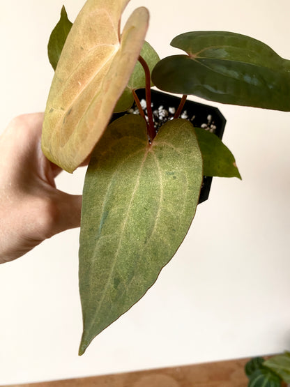 Anthurium RVDP (self) mint variegated | 7 cm pot [super-select]