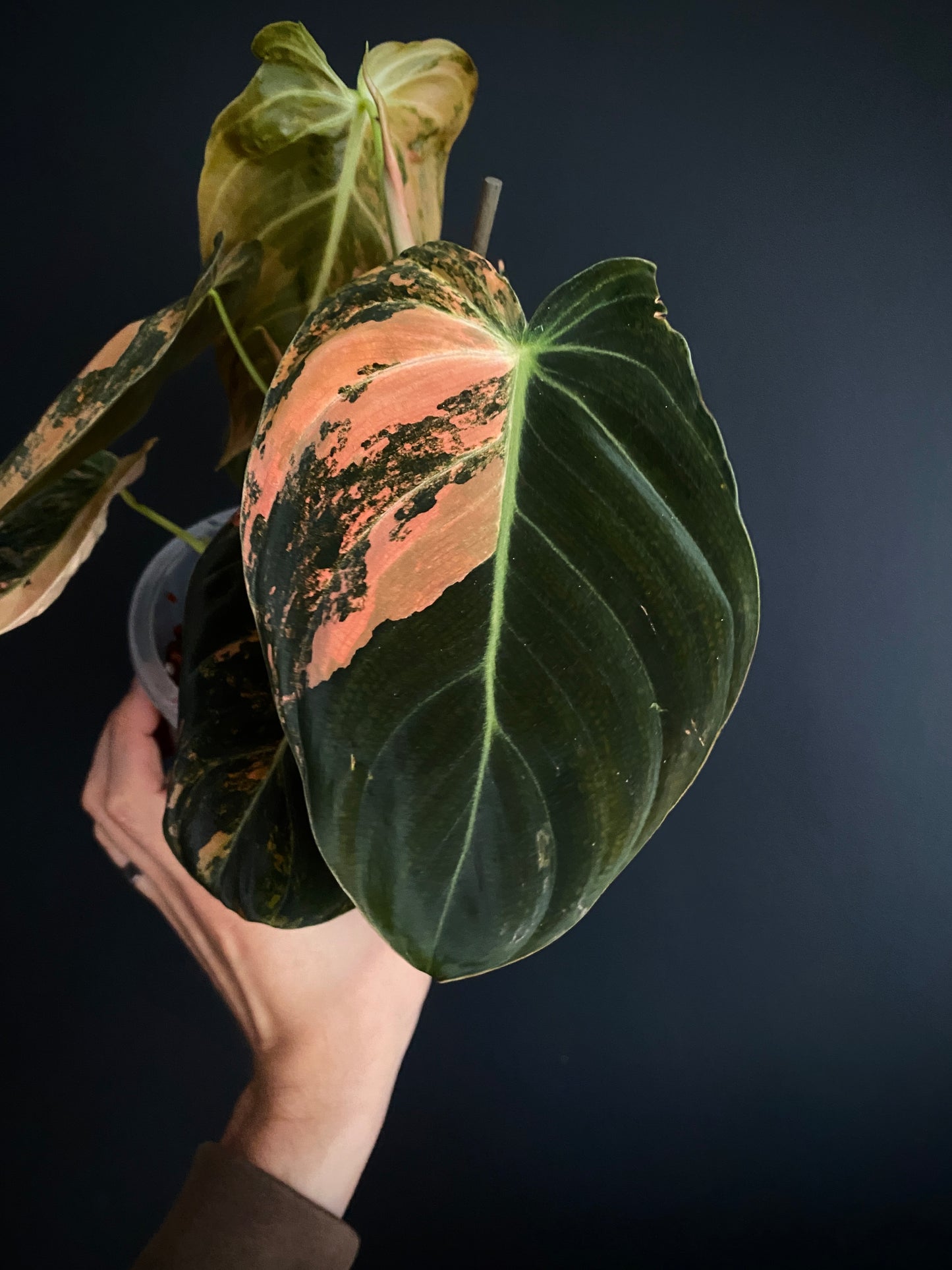 Philodendron Melanochrysum Orange variegata | 12 cm pot [A]