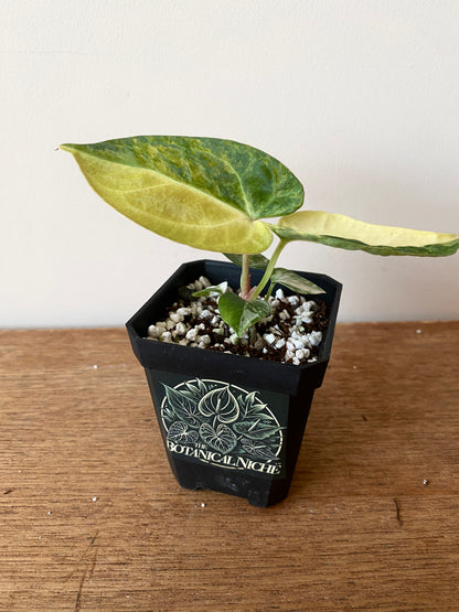 Anthurium Pap.Mag var X AOS (SKG) | 7 cm pot